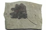 Bargain, Fossil Sycamore (Macginitiea) Leaf - Utah #356070-1